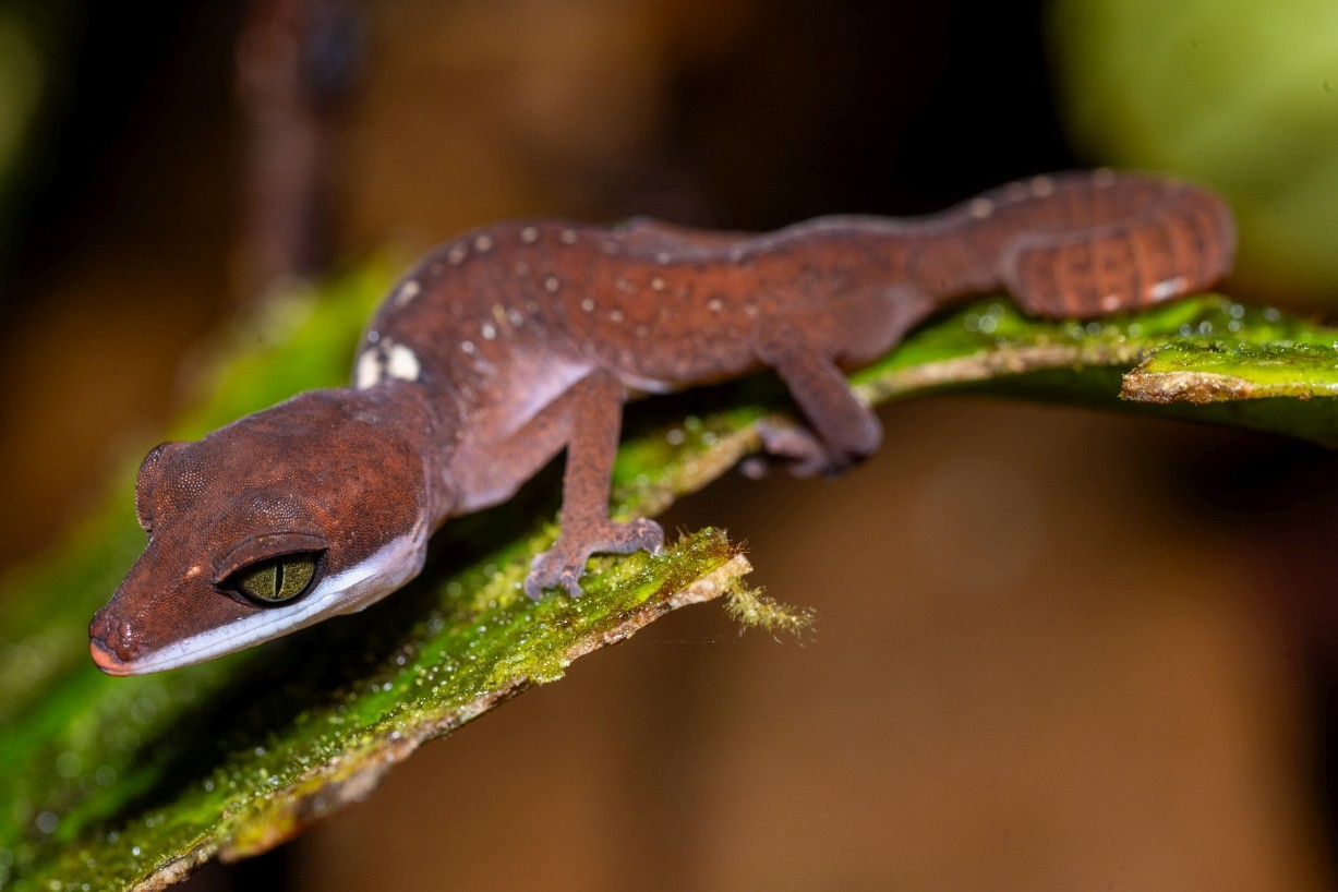 Aeluroscalabotes felinus, Borneo Highlands