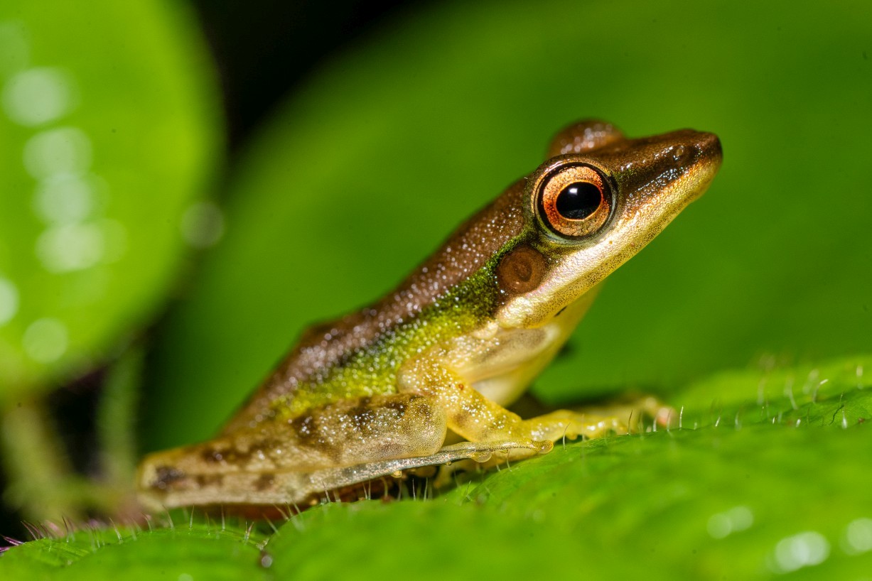 Hylarana sp., Borneo Highlands
