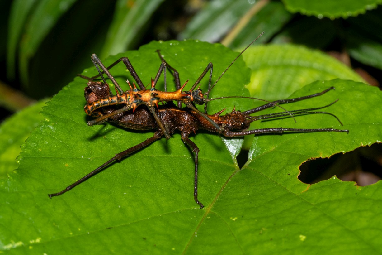 Strašilky, Borneo Highlands