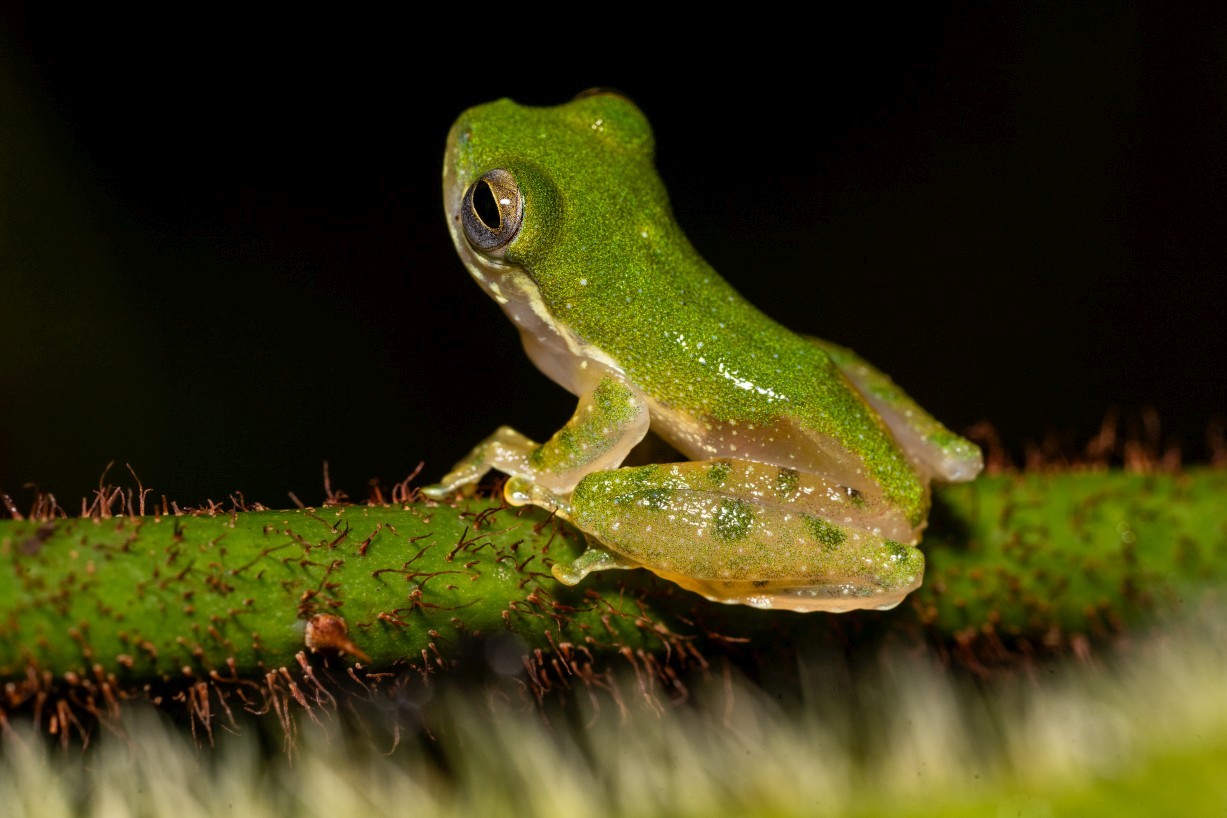 Feihyla kajau, Borneo Highlands