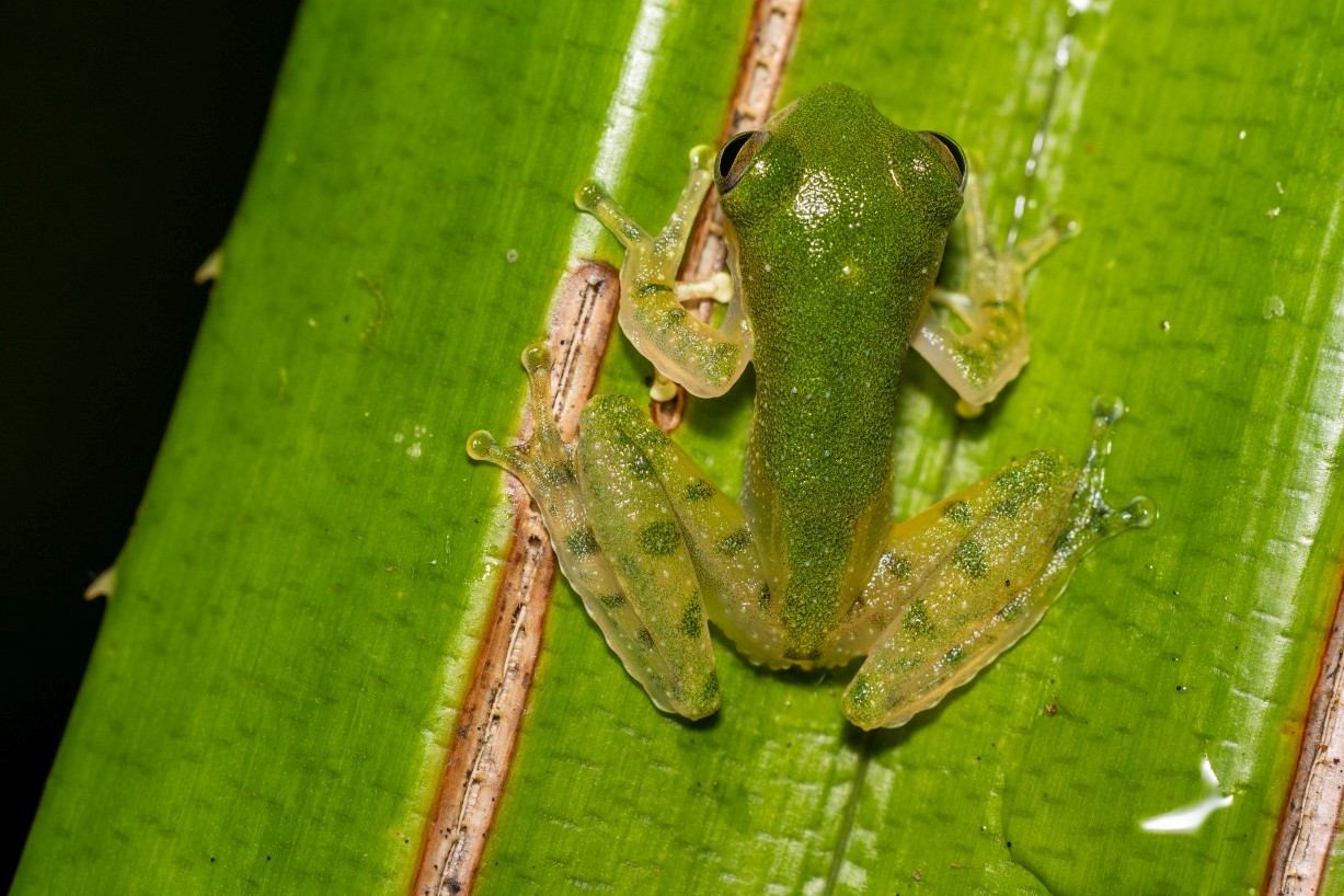 Feihyla kajau, Borneo Highlands