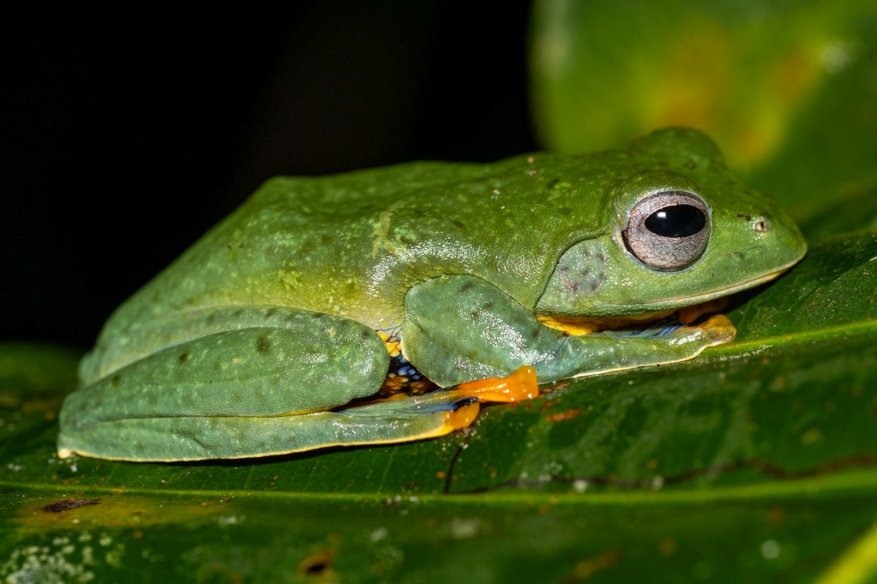Rhacophorus nigropalmatus, Borneo Highlands