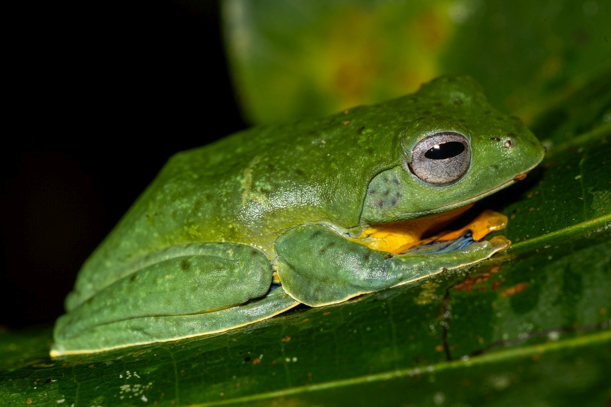 Rhacophorus nigropalmatus, Borneo Highlands