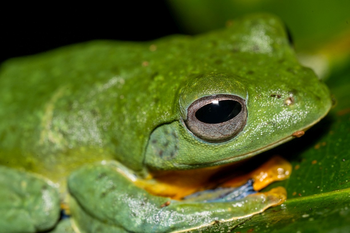 Rhacophorus nigropalmatus, Borneo Highlands