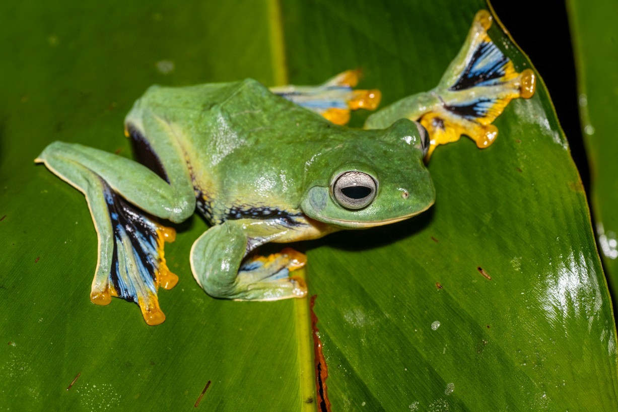 Rhacophorus nigropalmatus, Borneo Highlands