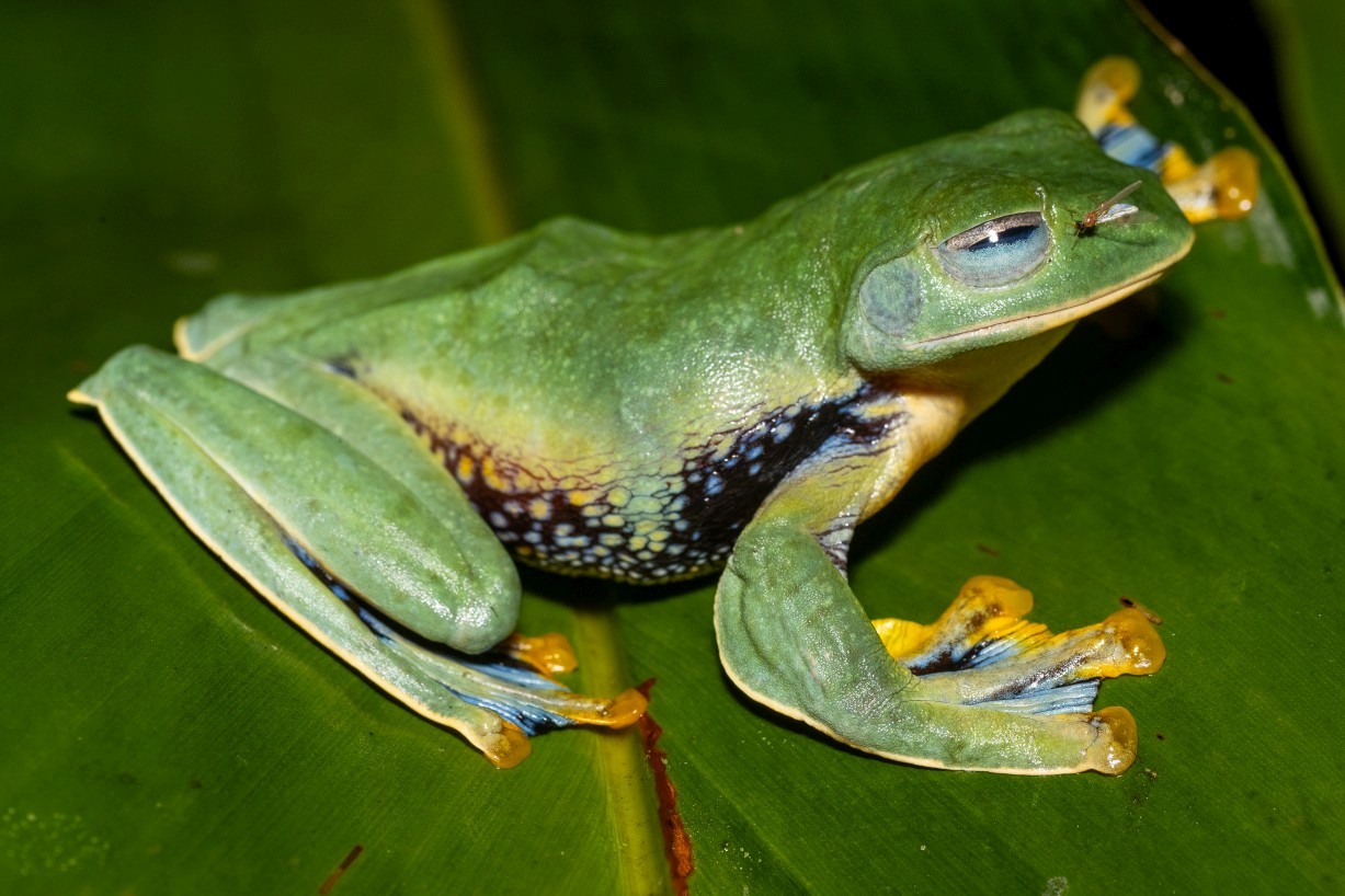 Rhacophorus nigropalmatus, Borneo Highlands
