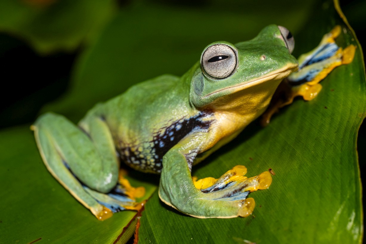 Rhacophorus nigropalmatus, Borneo Highlands