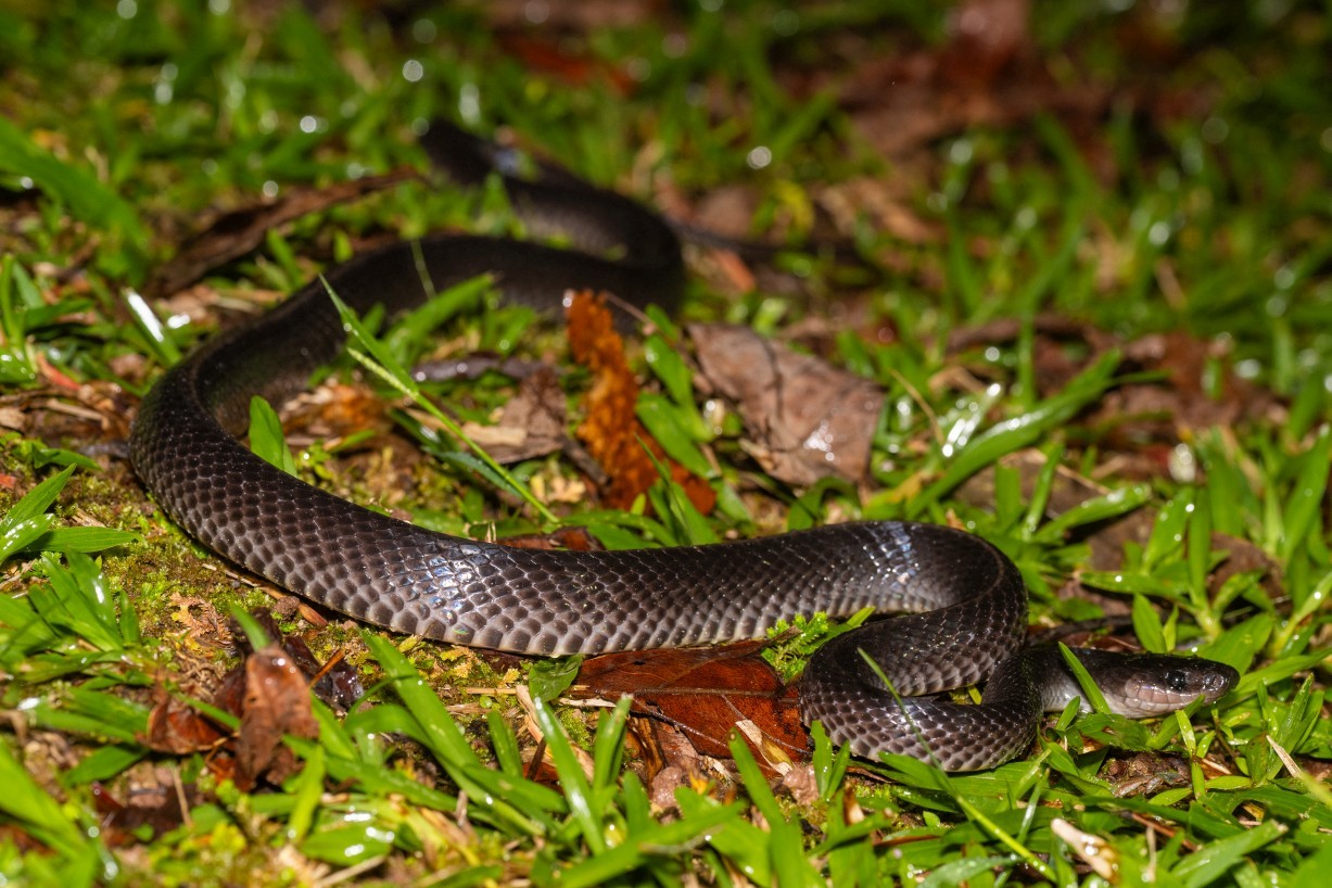 Stegonotus borneensis, Borneo Highlands