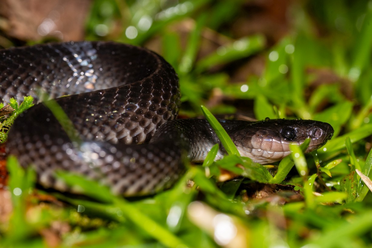 Stegonotus borneensis, Borneo Highlands
