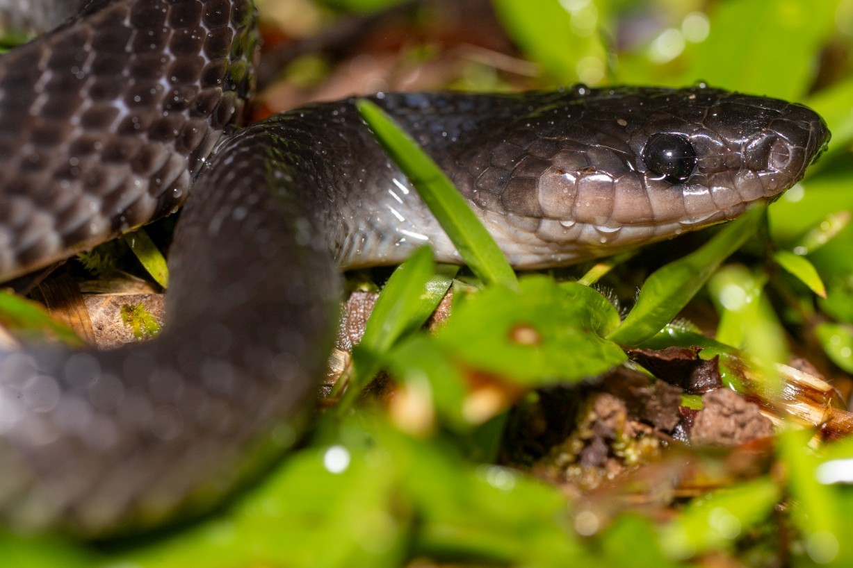 Stegonotus borneensis, Borneo Highlands