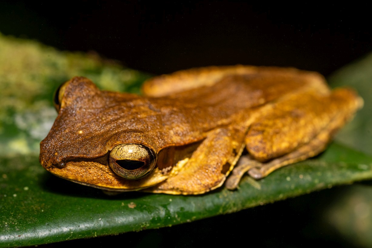 Polypedates macrotis, Borneo Highlands