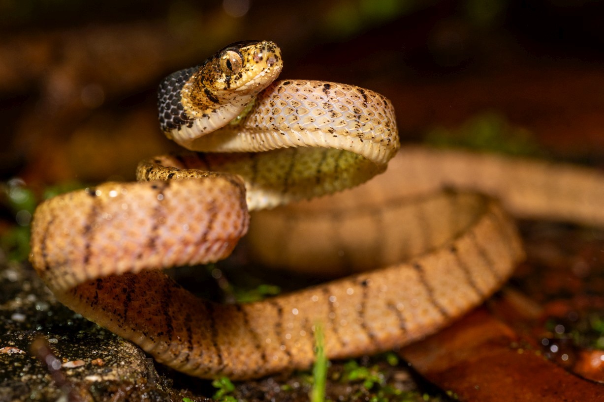 Pareas nuchalis, Borneo Highlands
