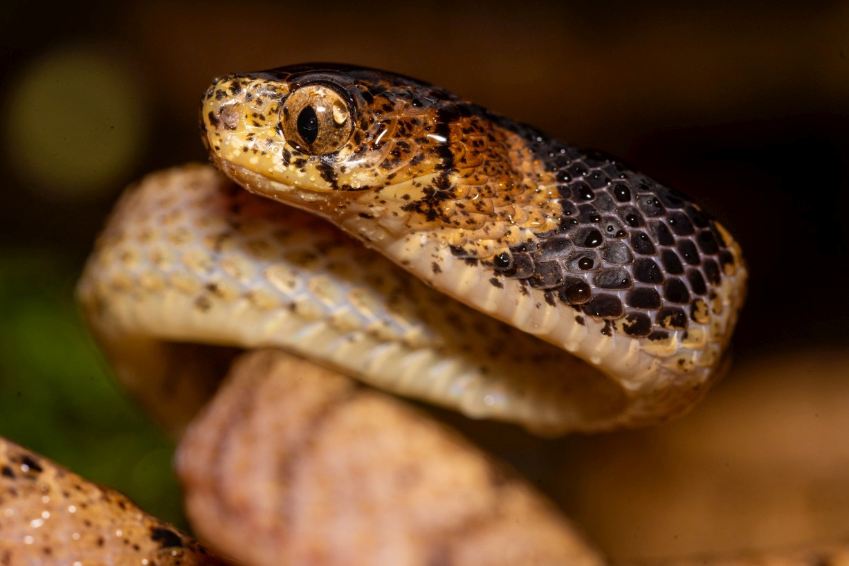 Pareas nuchalis, Borneo Highlands