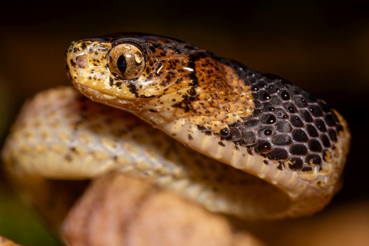 Pareas nuchalis, Borneo Highlands