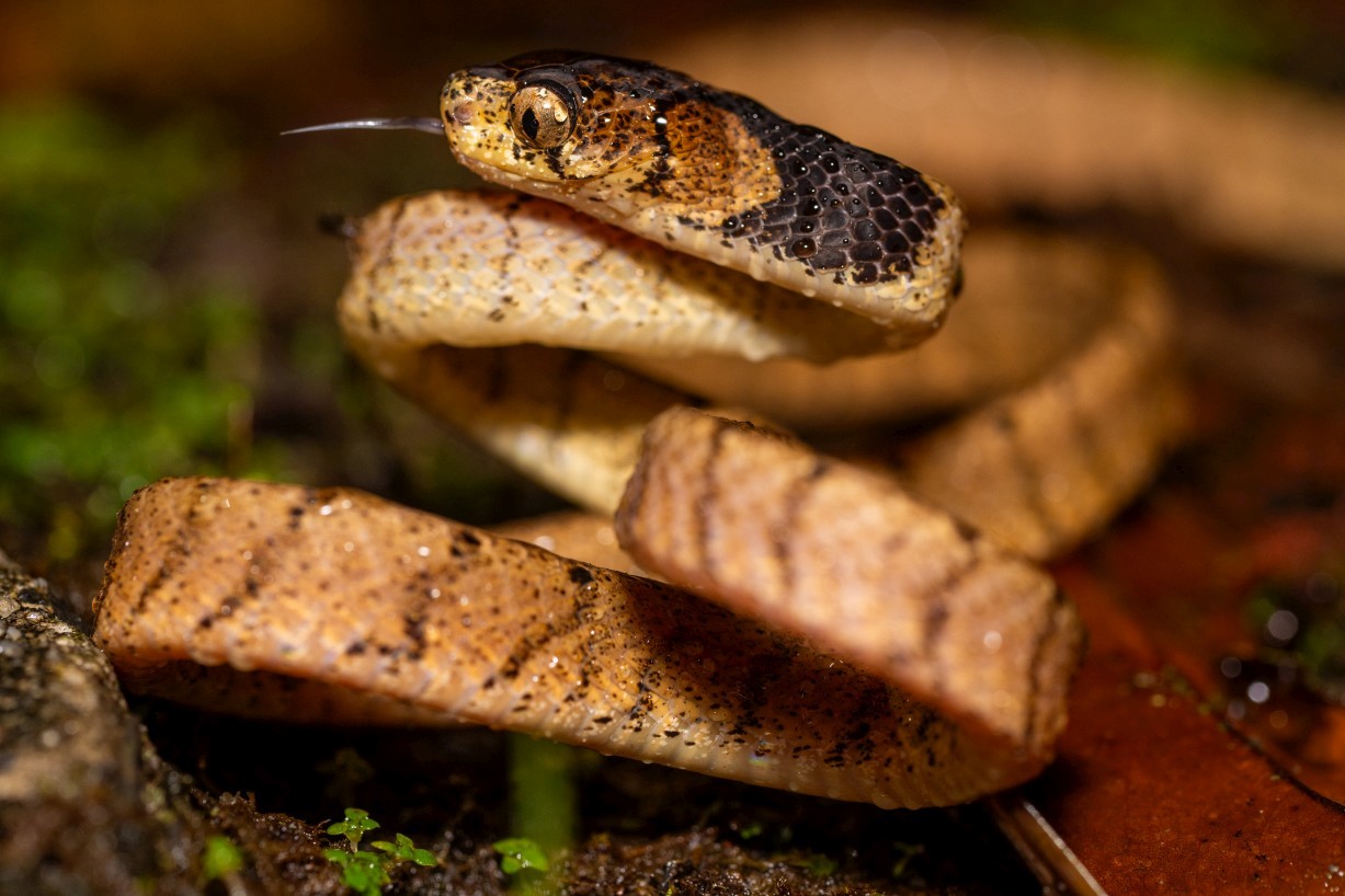 Pareas nuchalis, Borneo Highlands