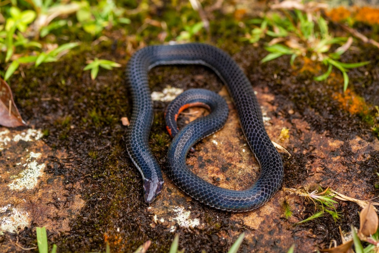 Calamaria bicolor, Borneo Highlands