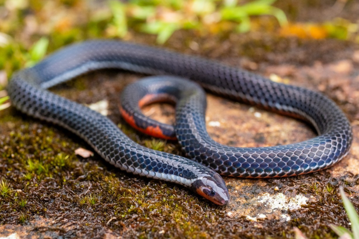 Calamaria bicolor, Borneo Highlands