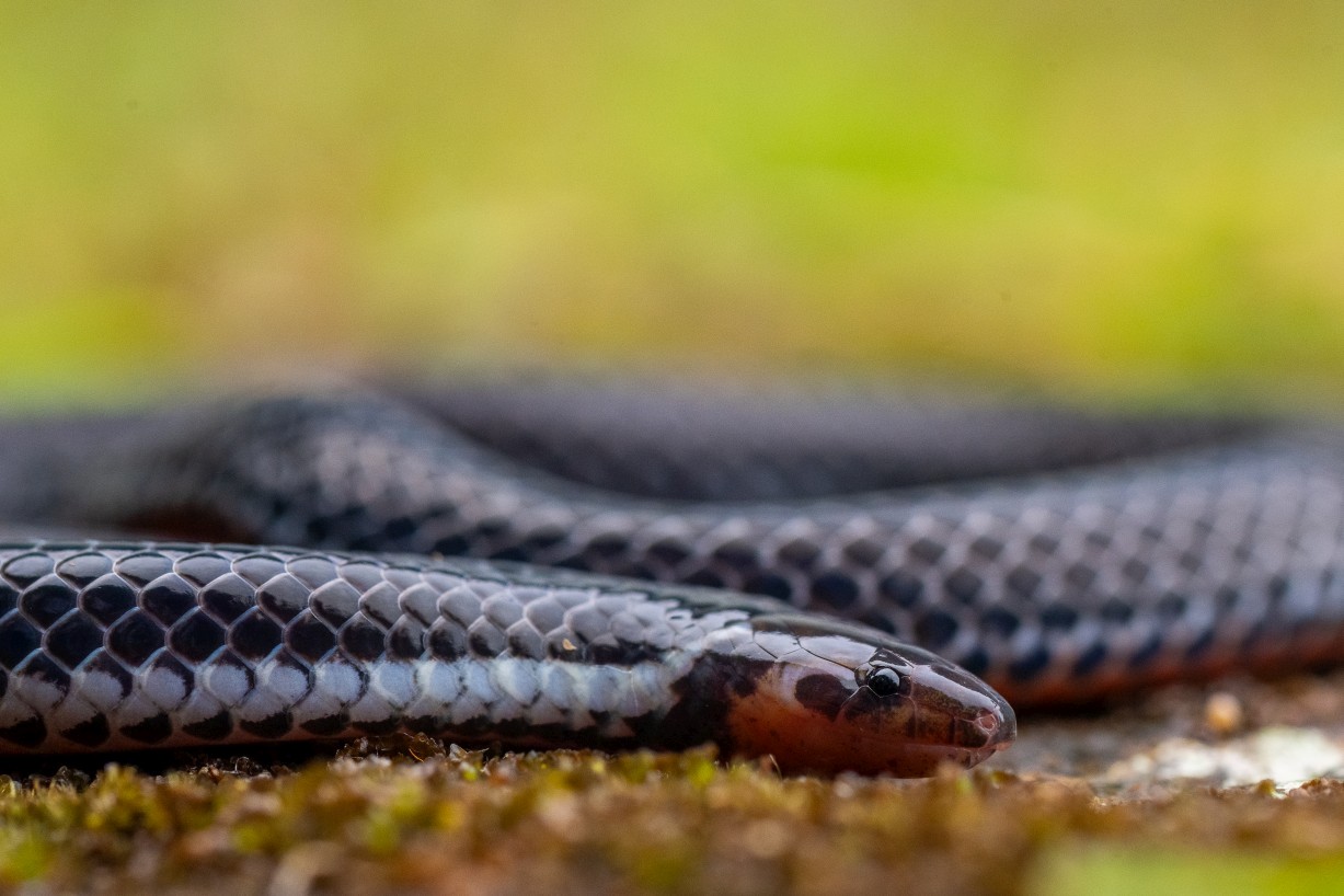 Calamaria bicolor, Borneo Highlands