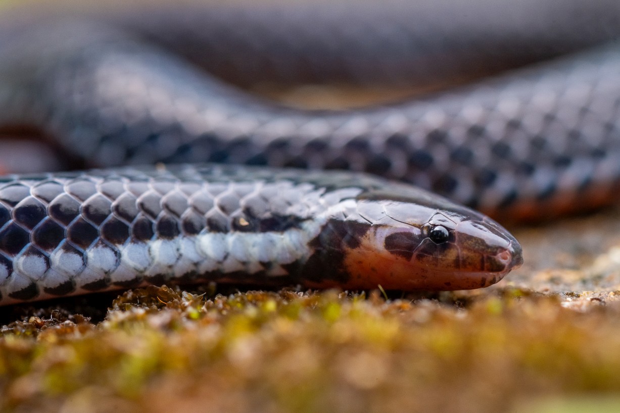 Calamaria bicolor, Borneo Highlands