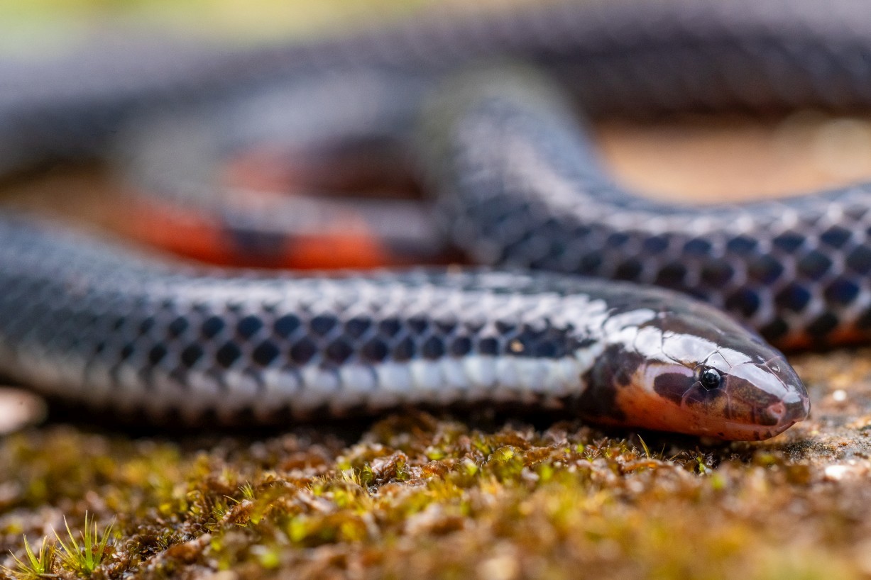 Calamaria bicolor, Borneo Highlands