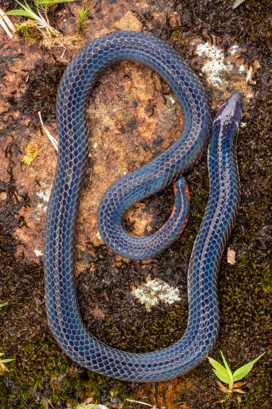 Calamaria bicolor, Borneo Highlands