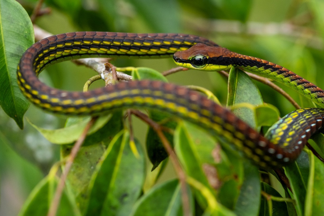 Dendrelaphis formosus, Borneo Highlands