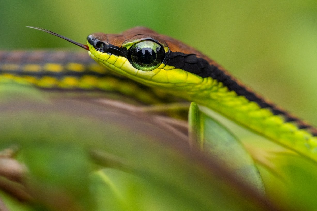 Dendrelaphis formosus, Borneo Highlands