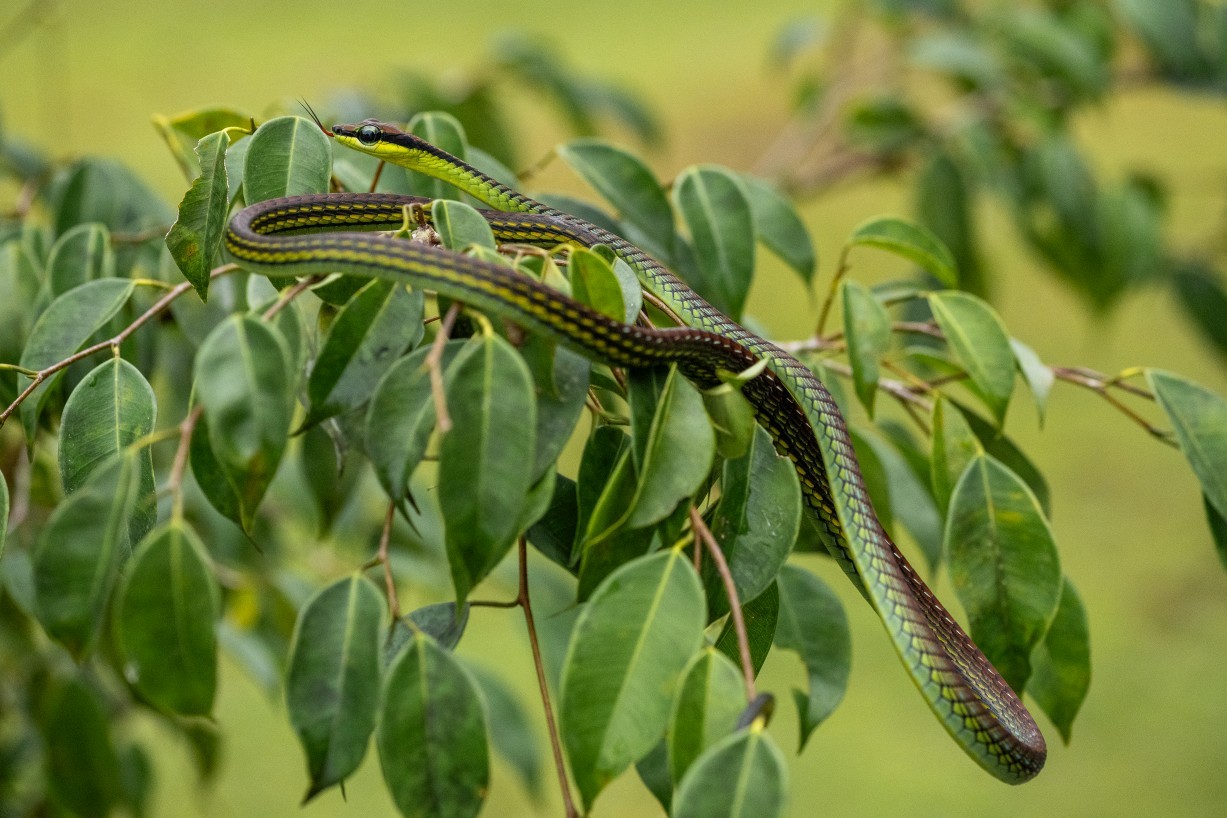Dendrelaphis formosus, Borneo Highlands