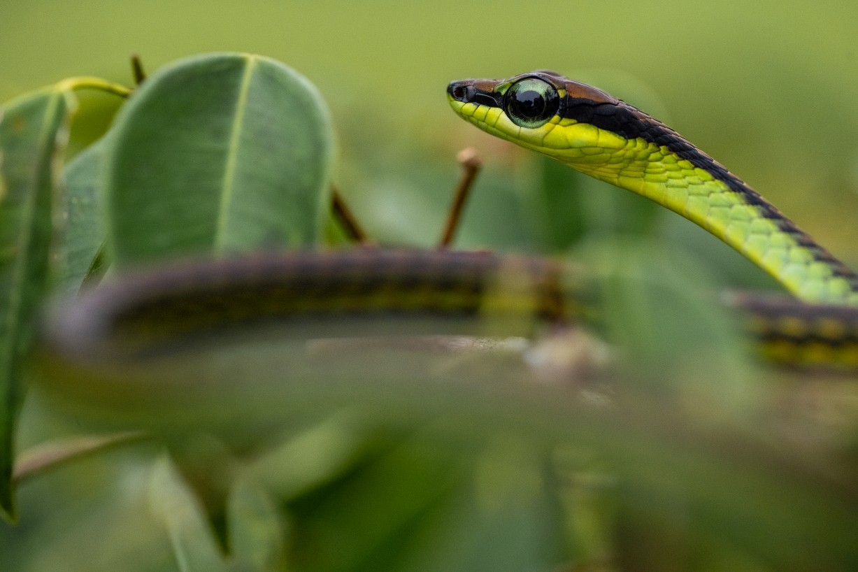 Dendrelaphis formosus, Borneo Highlands