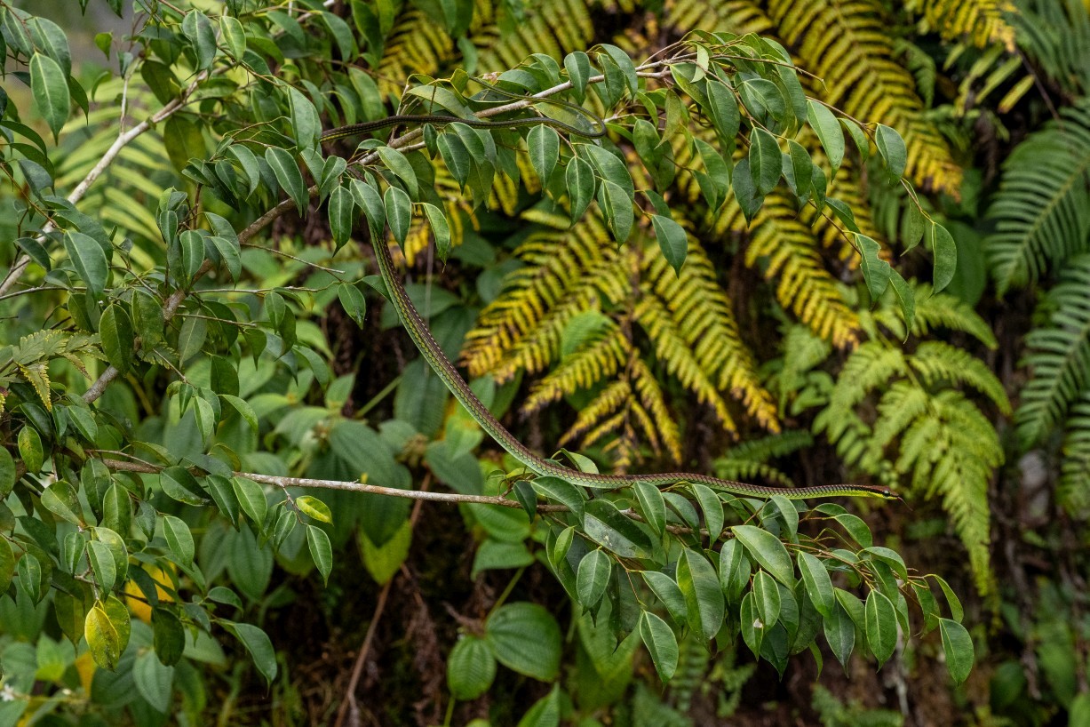 Dendrelaphis formosus, Borneo Highlands