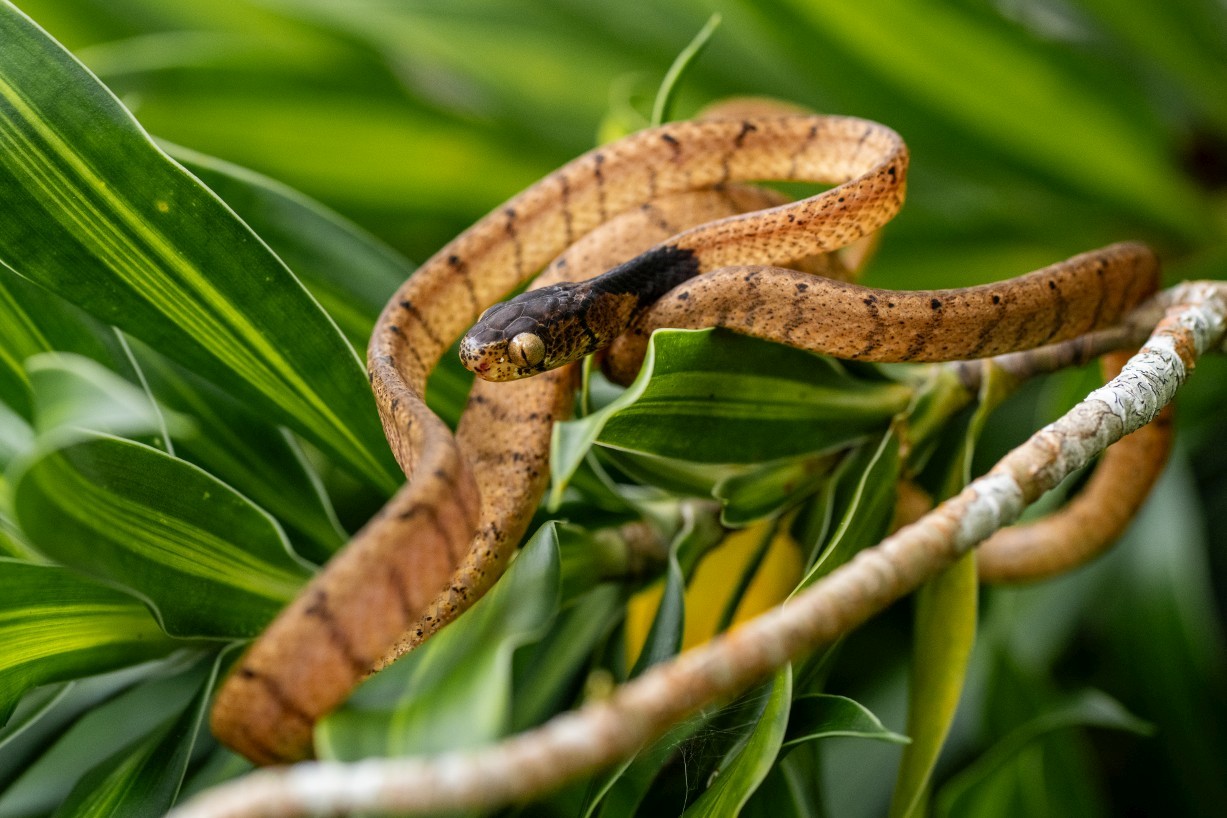 Pareas nuchalis, Borneo Highlands