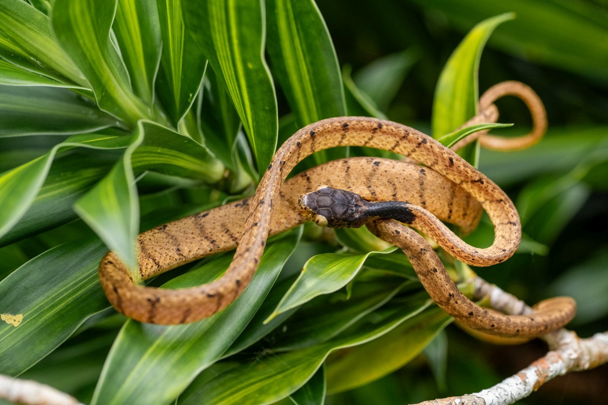 Pareas nuchalis, Borneo Highlands