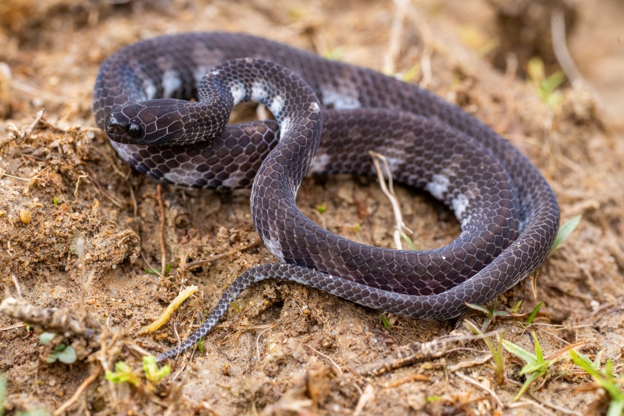 Asthenodipsas laevis, Borneo Highlands