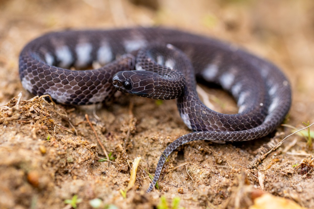 Asthenodipsas laevis, Borneo Highlands