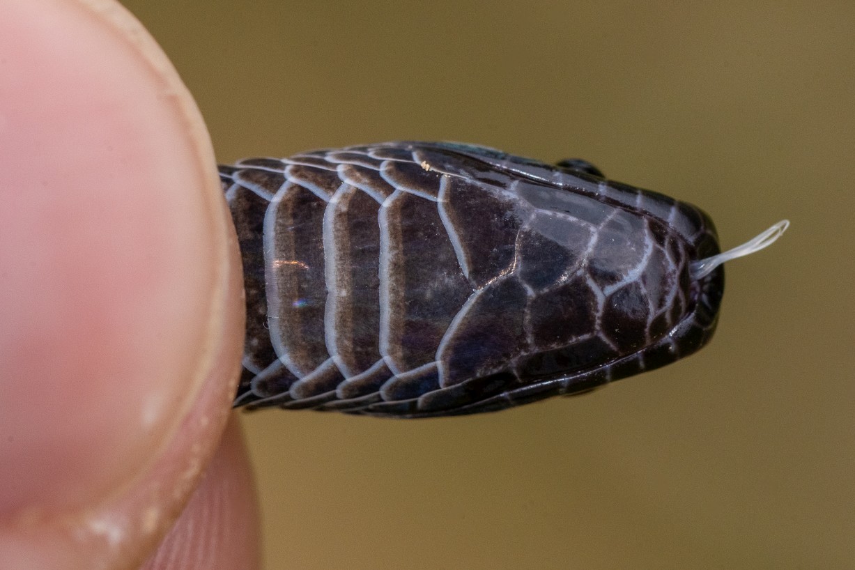 Asthenodipsas laevis, Borneo Highlands