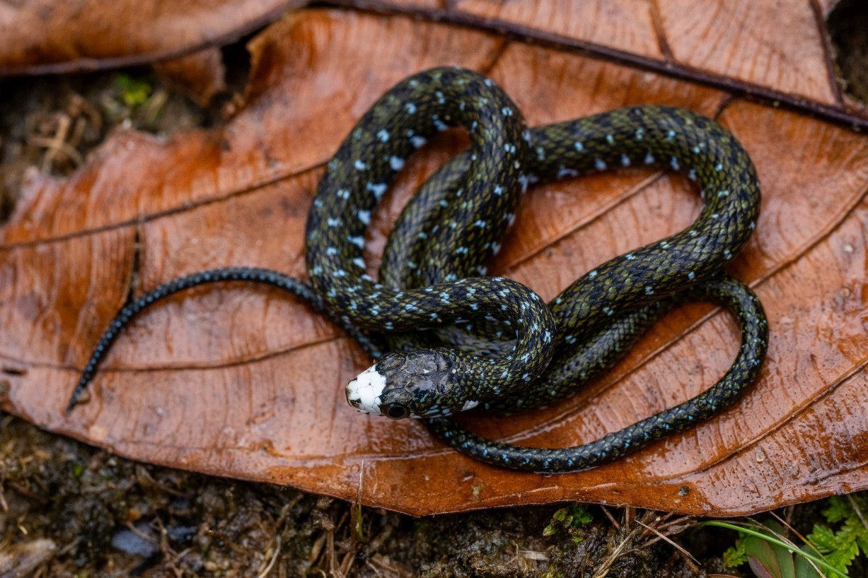 Hebius flavifrons, Borneo Highlands