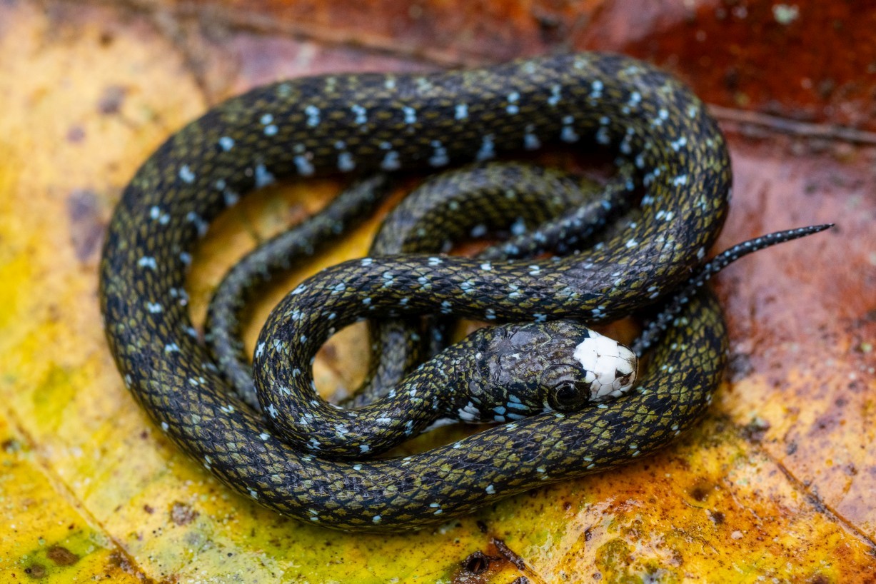Hebius flavifrons, Borneo Highlands