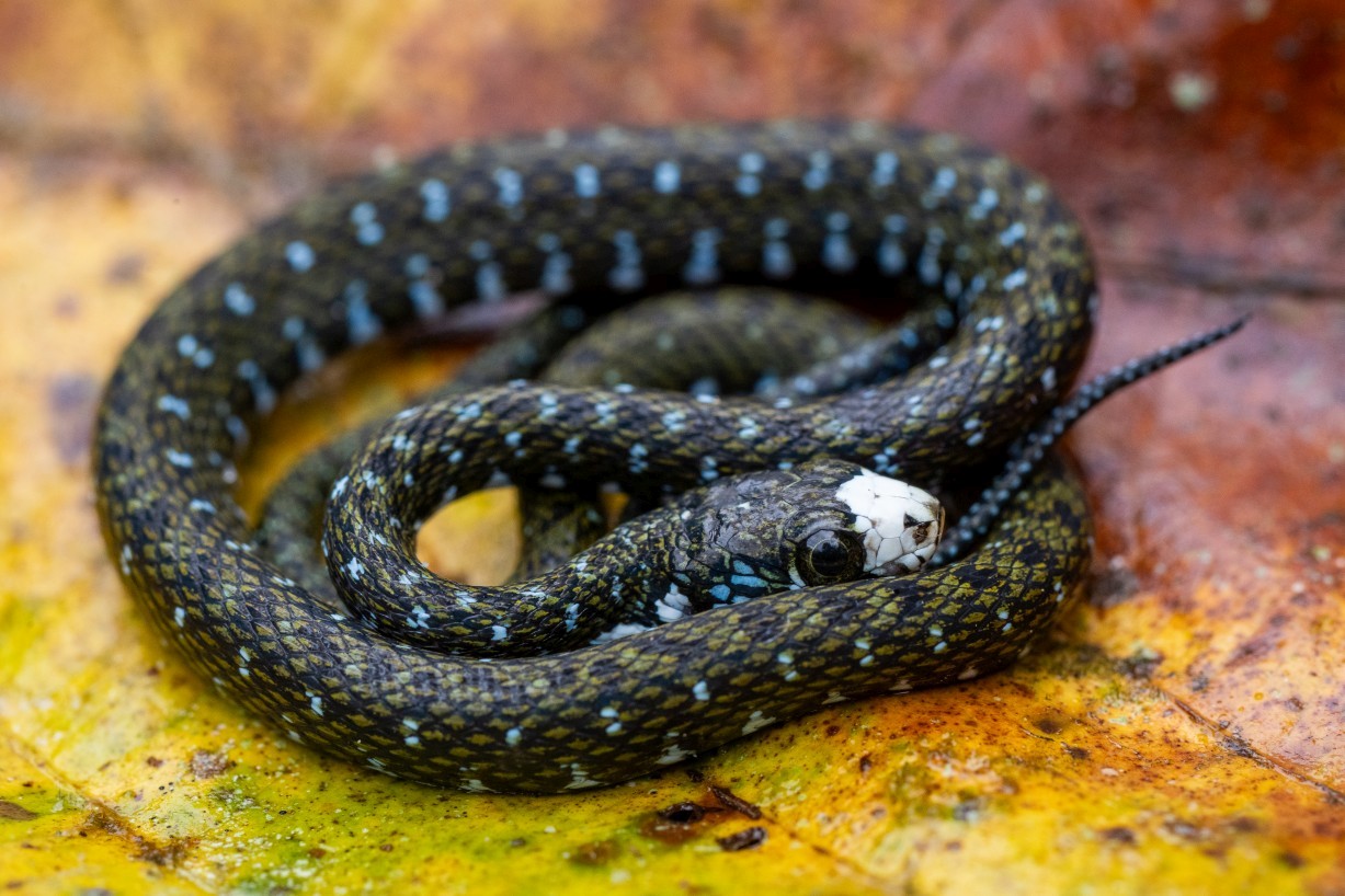 Hebius flavifrons, Borneo Highlands