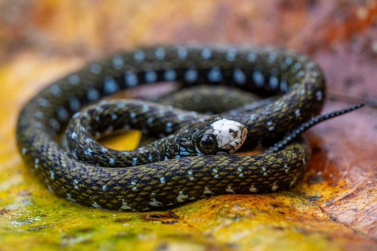 Hebius flavifrons, Borneo Highlands