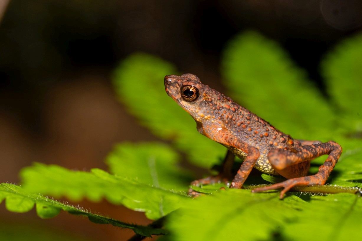 Ansonia minuta, Borneo Highlands