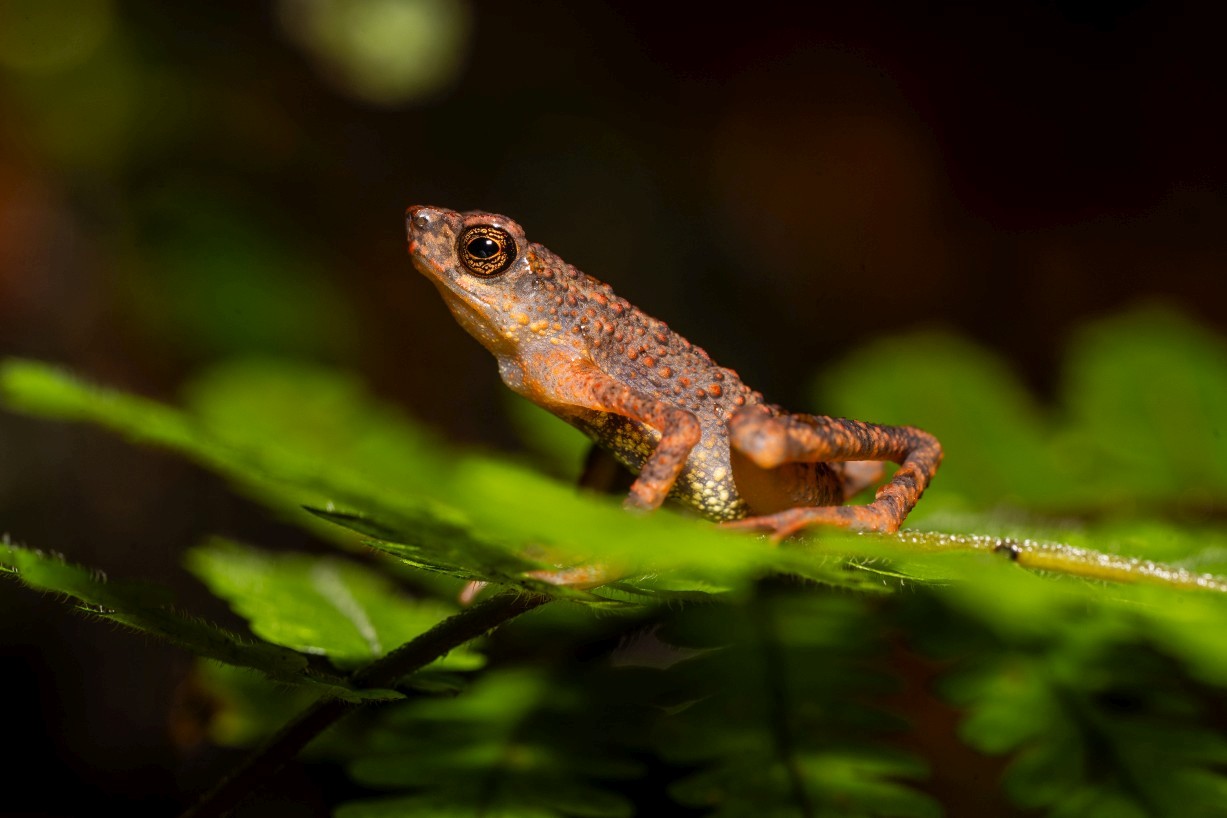 Ansonia minuta, Borneo Highlands