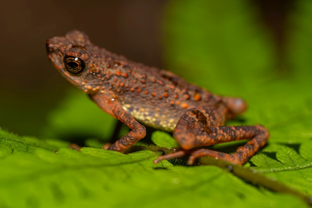 Ansonia minuta, Borneo Highlands