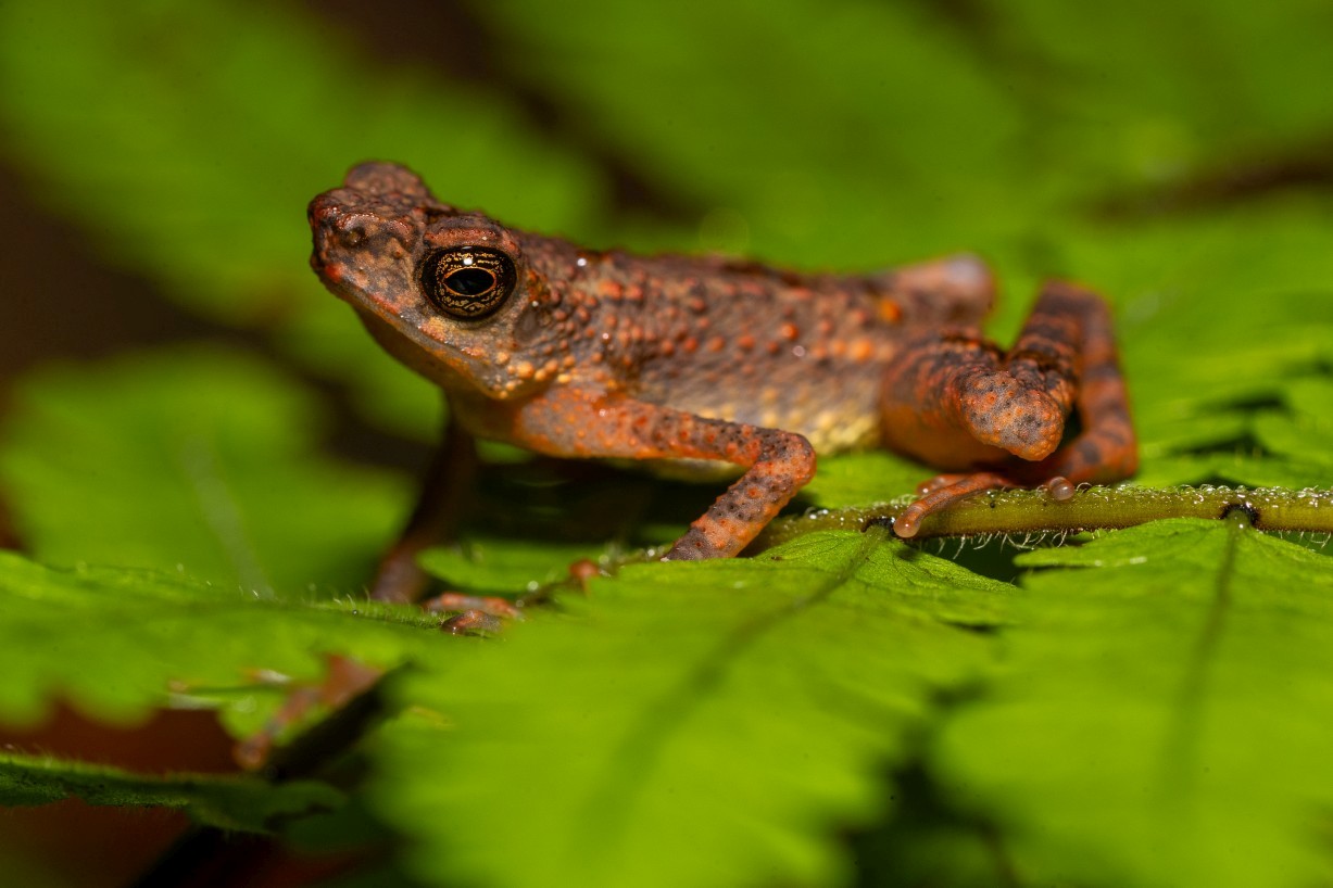 Ansonia minuta, Borneo Highlands
