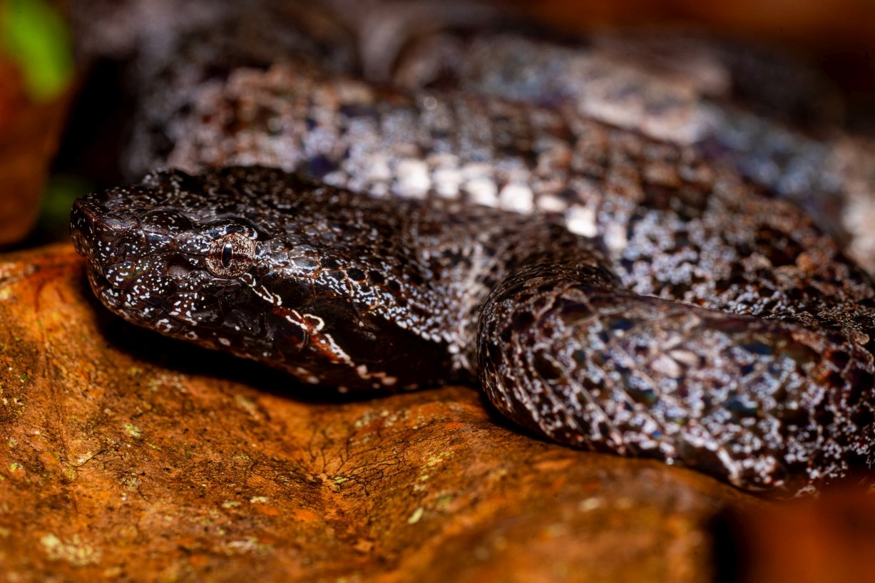 Garthius chaseni, Borneo Highlands