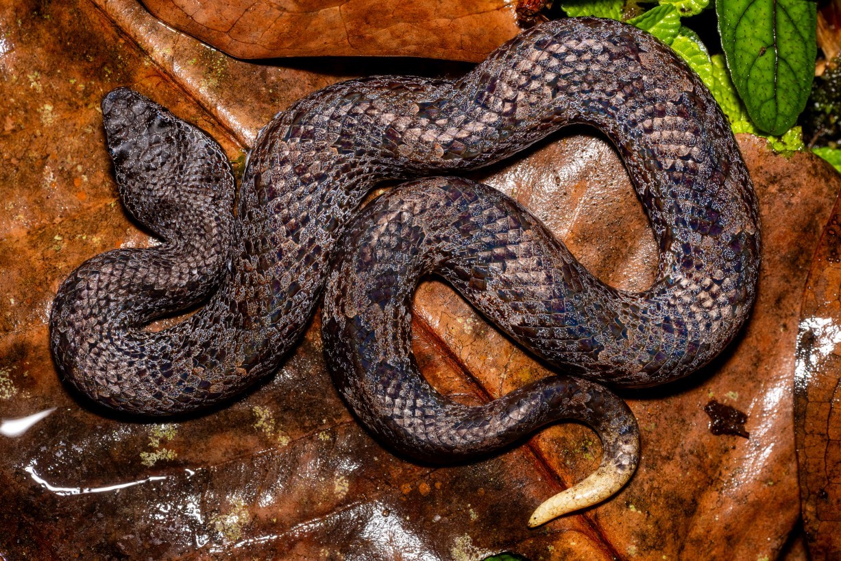 Garthius chaseni, Borneo Highlands