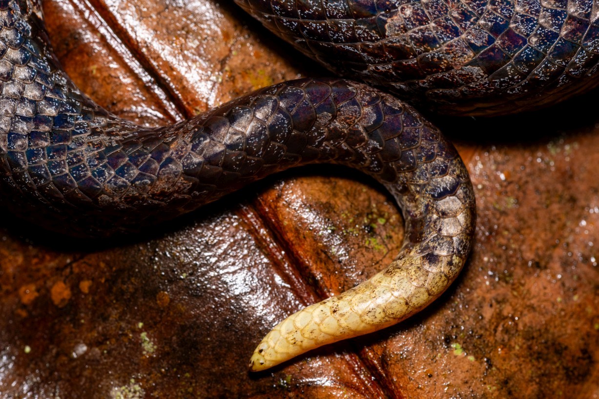 Garthius chaseni, Borneo Highlands