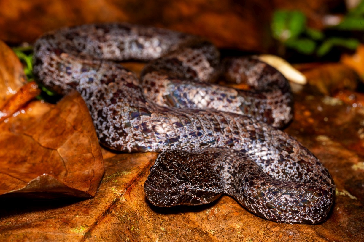 Garthius chaseni, Borneo Highlands