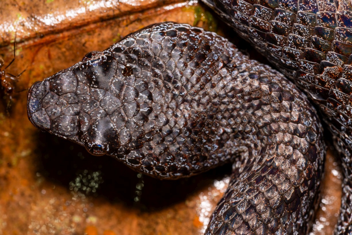 Garthius chaseni, Borneo Highlands