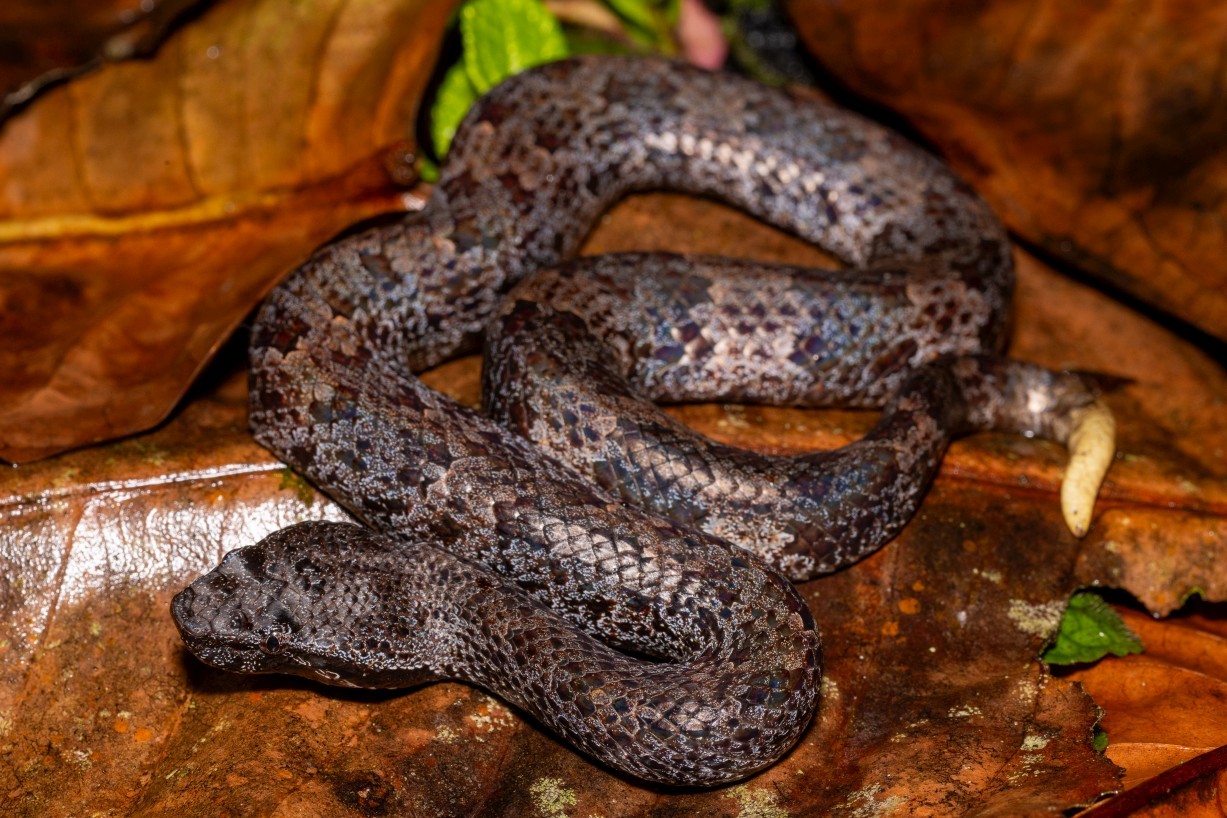 Garthius chaseni, Borneo Highlands