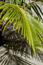 Palm tree, Huraa